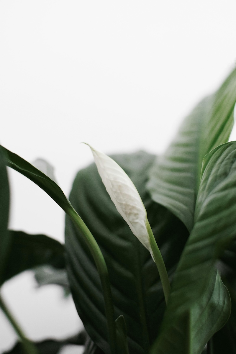 peace lily image